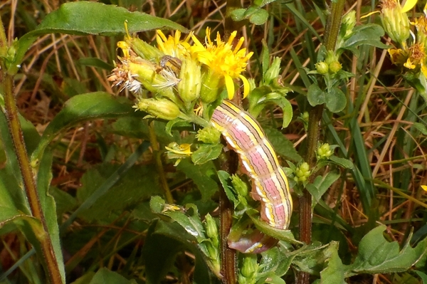 Cucullia (Cucullia) asteris, Noctuidae